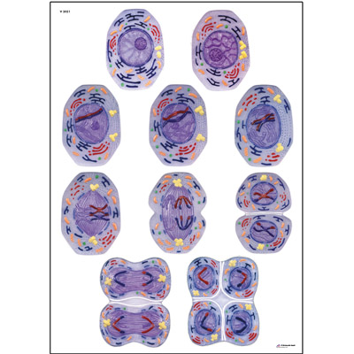 Meiosis Chart