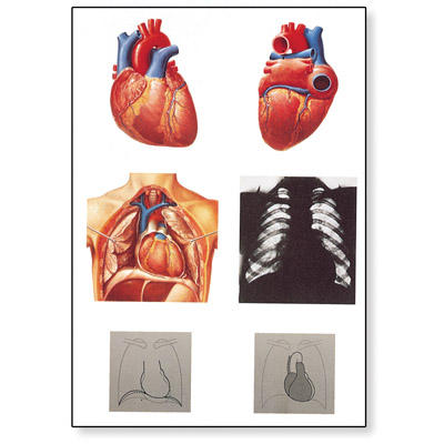 The Heart I Chart, Anatomy - 1001214 - V2053M - Cardiovascular System