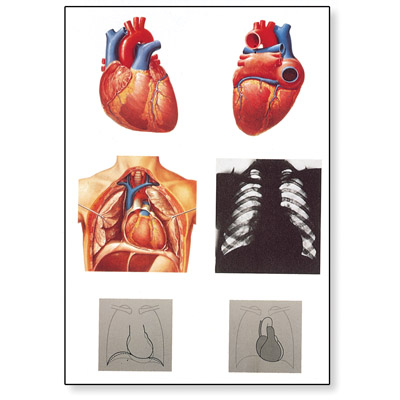 The Heart I Chart, Anatomy, 4006552 [V2053U], Cardiovascular System