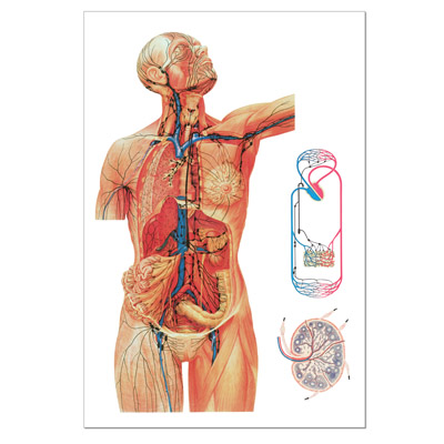 The Lymphatic System Chart - 1001216 - V2054M - The Lymphatic System - 3B  Scientific