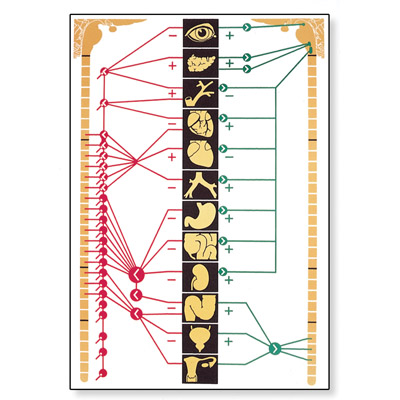 Nervous System Chart