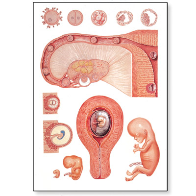 Embryology I Chart - 1001222 - V2066M - Pregnancy and Childbirth - 3B  Scientific