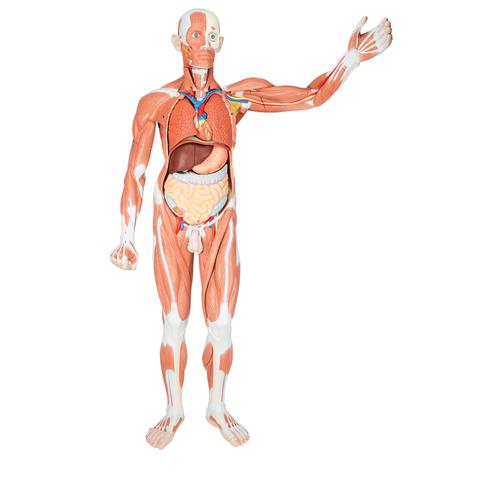 전신근육모형, 37파트 Life-Size Human Male Muscular Figure, 37 part - 3B Smart Anatomy, 1001235 [VA01], 근육 모델