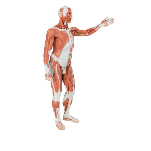 Lebensgroße männliche Muskelfigur, 37-teilig - 3B Smart Anatomy, 1001235 [VA01], Muskelmodelle