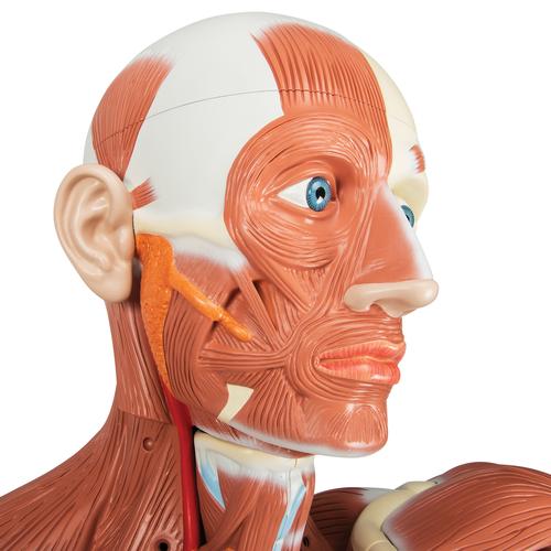 Figura muscular masculina de tamaño natural, desmontable en 37 piezas - 3B Smart Anatomy, 1001235 [VA01], Modelos de Musculatura