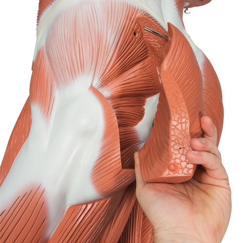 Figure musculaire masculine, grandeur nature, en 37 parties - 3B Smart Anatomy, 1001235 [VA01], Modèles de musculatures