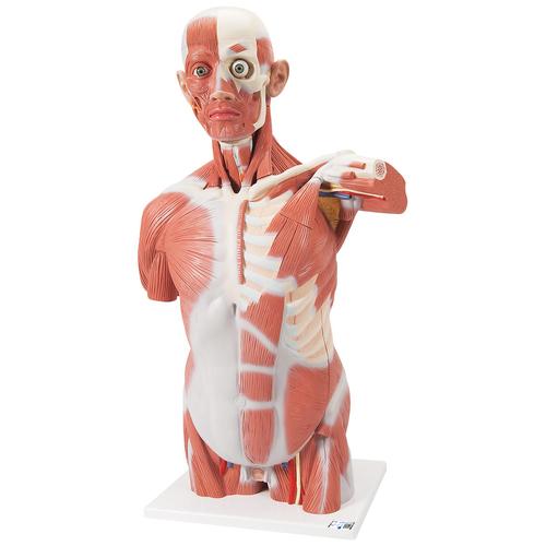 实物大小肌肉躯干模型，27部分 - 3B Smart Anatomy, 1001236 [VA16], 肌肉组织模型