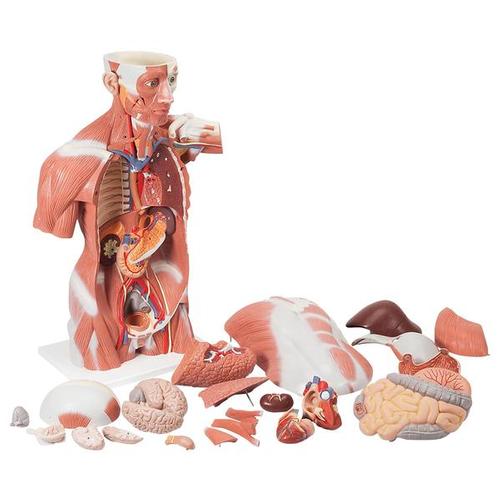 실물크기 상반신 근육모형, 27파트 Life-Size Human Muscle Torso Model, 27 part - 3B Smart Anatomy, 1001236 [VA16], 근육 모델