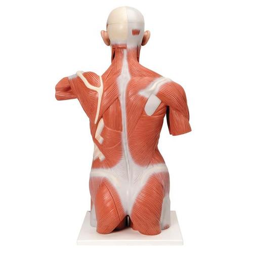 실물크기 상반신 근육모형, 27파트 Life-Size Human Muscle Torso Model, 27 part - 3B Smart Anatomy, 1001236 [VA16], 근육 모델
