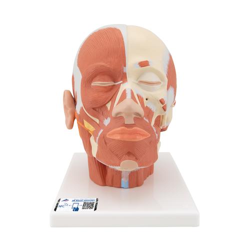 Musculatura de la cabeza - 3B Smart Anatomy, 1001239 [VB127], Modelos de Cabeza
