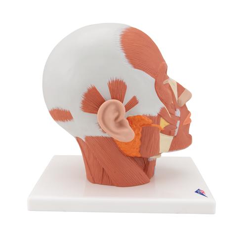 Head Musculature Model - 3B Smart Anatomy, 1001239 [VB127], Head Models