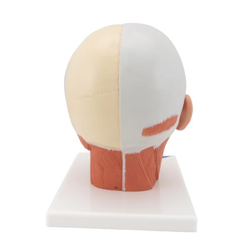 头部肌肉模型 - 3B Smart Anatomy, 1001239 [VB127], 头模型