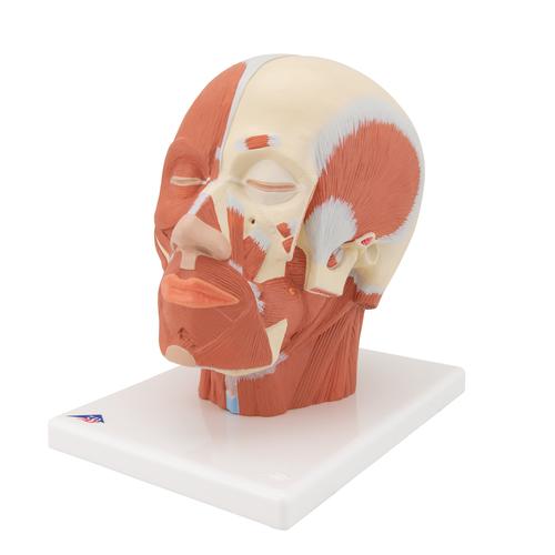 Модель мышц головы - 3B Smart Anatomy, 1001239 [VB127], Модели головы человека