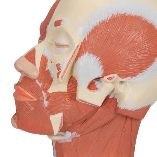 Модель мышц головы - 3B Smart Anatomy, 1001239 [VB127], Модели головы человека