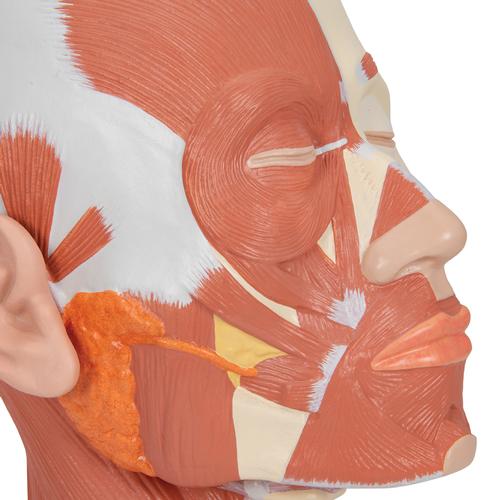 Musculatura da cabeça, 1001239 [VB127], Modelo de cabeça