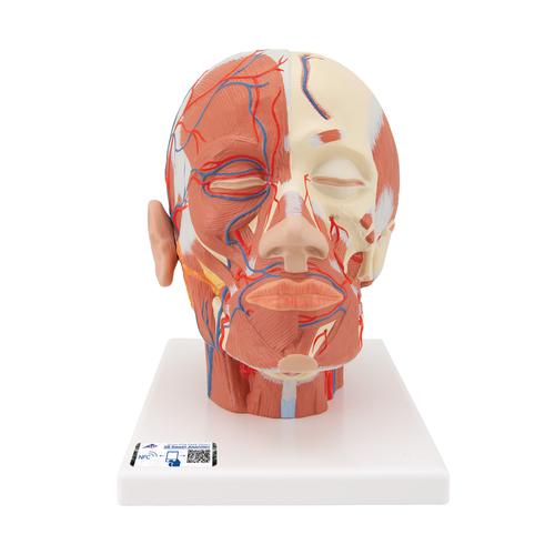 Musculature de la tête avec vaisseaux sanguins - 3B Smart Anatomy, 1001240 [VB128], Modèles de têtes