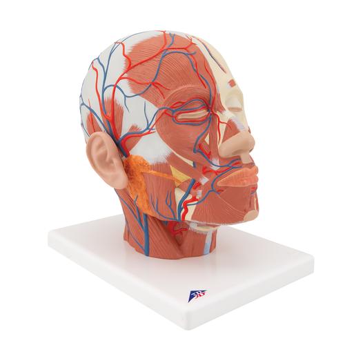 Musculature de la tête avec vaisseaux sanguins - 3B Smart Anatomy, 1001240 [VB128], Modèles de têtes