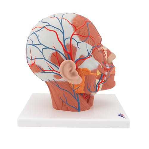 Head Musculature Model with Blood Vessels - 3B Smart Anatomy, 1001240 [VB128], Head Models