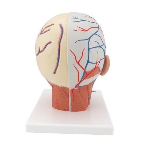 Модель мышц головы с кровеносными сосудами - 3B Smart Anatomy, 1001240 [VB128], Модели головы человека