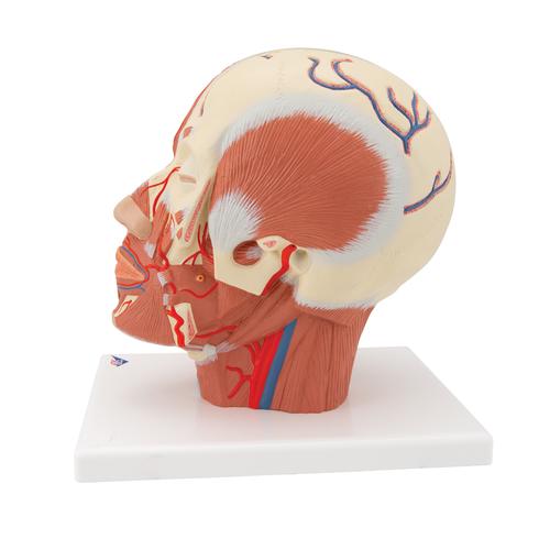 Musculature de la t&ecirc;te avec vaisseaux sanguins, 1001240 [VB128], Mod&egrave;les de t&ecirc;tes