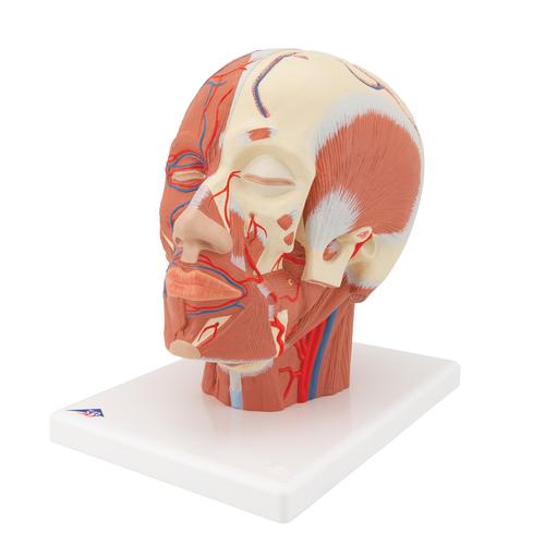 Head Musculature Model with Blood Vessels - 3B Smart Anatomy, 1001240 [VB128], Head Models