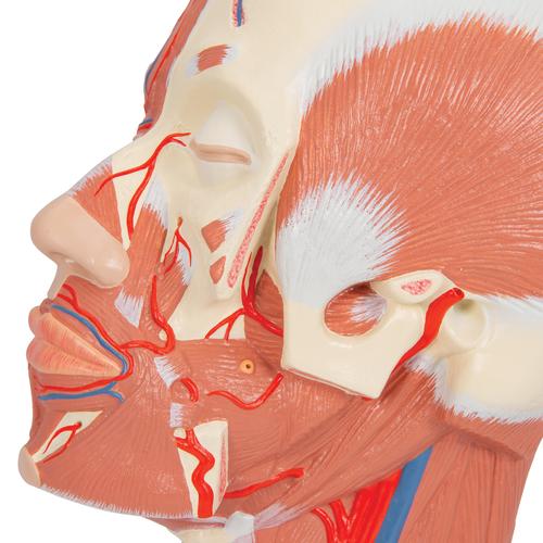 Musculatura de la Cabeza con Vasos Sanguíneos - 3B Smart Anatomy, 1001240 [VB128], Modelos de Cabeza