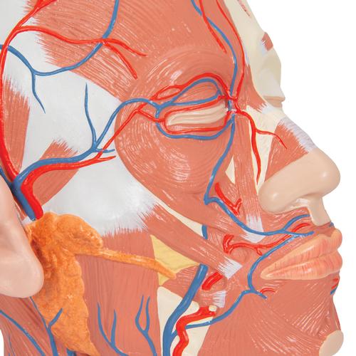 Musculature de la t&ecirc;te avec vaisseaux sanguins, 1001240 [VB128], Mod&egrave;les de t&ecirc;tes