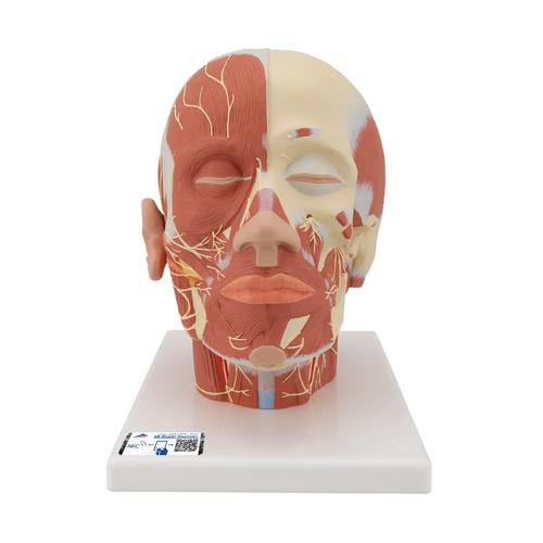 头部肌肉加神经模型 - 3B Smart Anatomy, 1008543 [VB129], 头模型