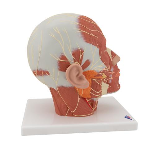 Head Musculature Model with Nerves - 3B Smart Anatomy, 1008543 [VB129], Head Models