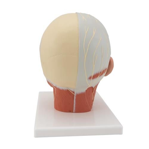 Musculatura de la Cabeza con Nervios - 3B Smart Anatomy, 1008543 [VB129], Modelos de Cabeza