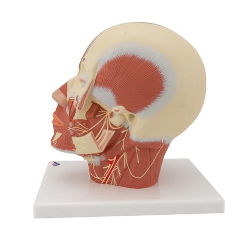 Kopfmodell mit Muskulatur & Nerven - 3B Smart Anatomy, 1008543 [VB129], Kopfmodelle