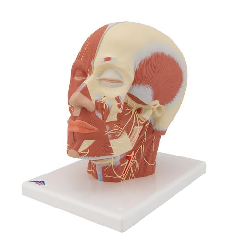 Head Musculature Model with Nerves - 3B Smart Anatomy, 1008543 [VB129], Head Models