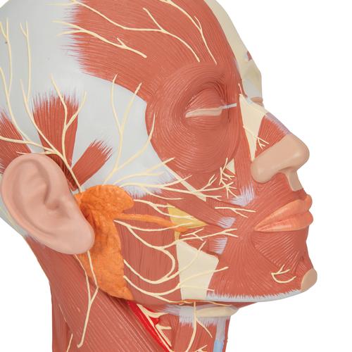 신경이 있는 얼굴 근육모형
Head Musculature additionally with Nerves - 3B Smart Anatomy, 1008543 [VB129], 머리 모형
