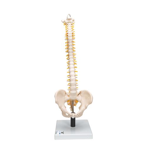 活动性脊柱模型，带有软椎间盘 - 3B Smart Anatomy, 1008545 [VB84], 脊柱模型