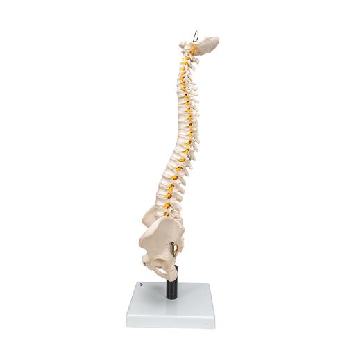 Colonna vertebrale flessibile con dischi intervertebrali morbidi - 3B Smart Anatomy, 1008545 [VB84], Modelli di Colonna Vertebrale