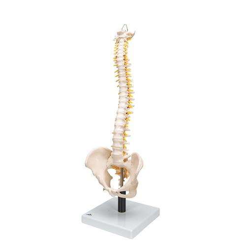 부드러운 추간판이 있는 척추모형 Flexible Spine Model with Soft Intervertebral Discs, 1008545 [VB84], 인체 척추 모형