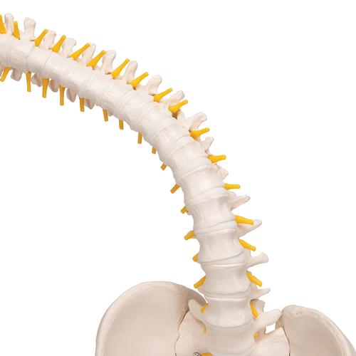 活动性脊柱模型，带有软椎间盘 - 3B Smart Anatomy, 1008545 [VB84], 脊柱模型