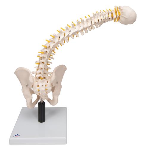 부드러운 추간판이 있는 척추모형 Flexible Spine Model with Soft Intervertebral Discs, 1008545 [VB84], 인체 척추 모형
