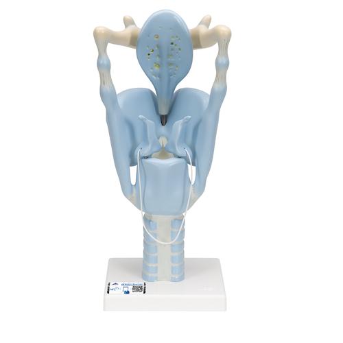 Functional Human Larynx Model, 3 times Full-Size - 3B Smart Anatomy, 1001242 [VC219], Ear Models