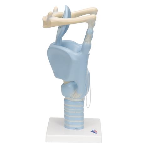 Функциональная модель гортани, 3-кратное увеличение - 3B Smart Anatomy, 1001242 [VC219], Модели уха, горла, носа