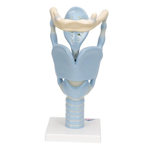 功能咽喉，实物的3倍 - 3B Smart Anatomy, 1001242 [VC219], 耳鼻喉模型
