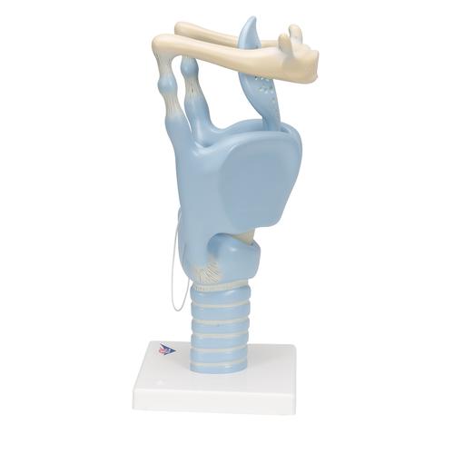 기능형 후두 모형, 실제 크기 3배 Functional Larynx Model, 3 times full-size - 3B Smart Anatomy, 1001242 [VC219], 귀 모형