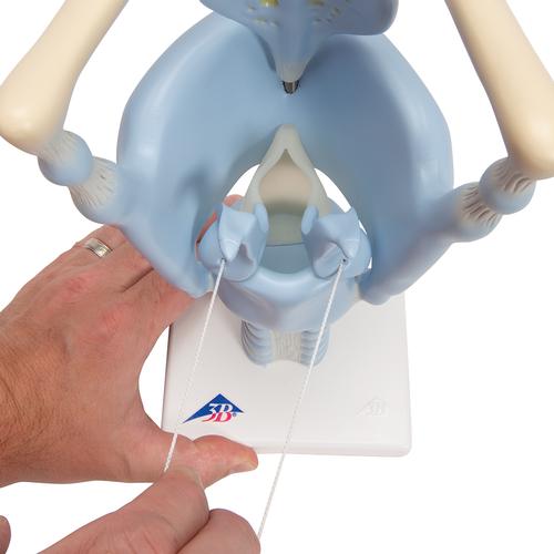Функциональная модель гортани, 3-кратное увеличение - 3B Smart Anatomy, 1001242 [VC219], Модели уха, горла, носа