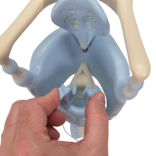 Larynx fonctionnel, agrandi 3 fois - 3B Smart Anatomy, 1001242 [VC219], Modèles ORL