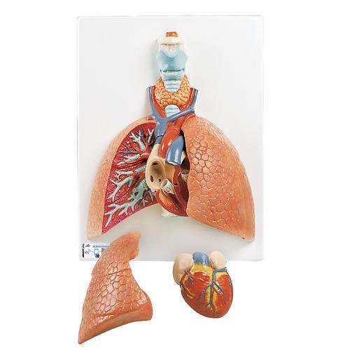 Poumon avec larynx, en 5 parties - 3B Smart Anatomy, 1001243 [VC243], Modèles de poumons