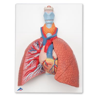 带咽喉的肺模型，5部分 - 3B Smart Anatomy, 1001243 [VC243], 肺模型