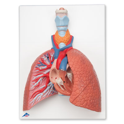 Tüdő modell gégével, 5 részes - 3B Smart Anatomy, 1001243 [VC243], Tüdő modellek