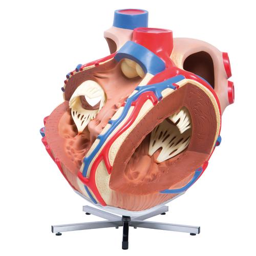대형 심장모형, 실제크기 8배 Giant Heart, 8 times life size - 3B Smart Anatomy, 1001244 [VD250], 심장 및 순환기 모형