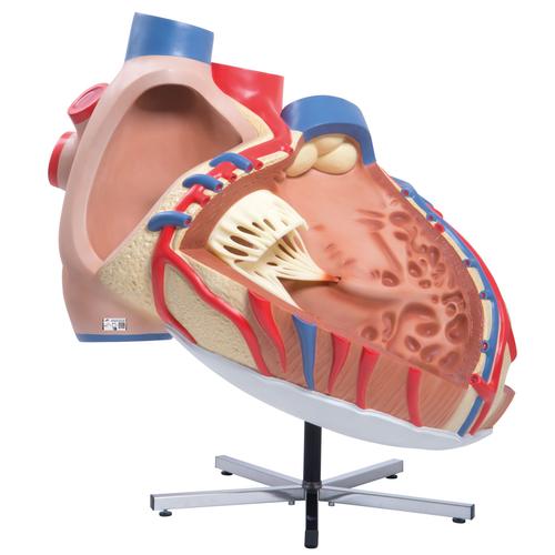 Dev Kalp, 8 kat büyütülmüş - 3B Smart Anatomy, 1001244 [VD250], Kalp ve Dolaşım Modelleri