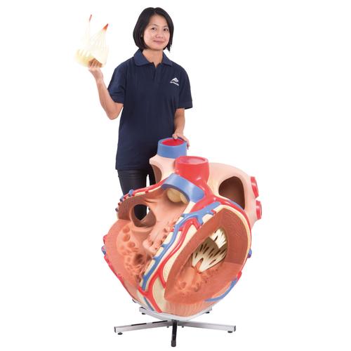 巨型心脏模型，实物的8倍 - 3B Smart Anatomy, 1001244 [VD250], 心脏和循环系统模型